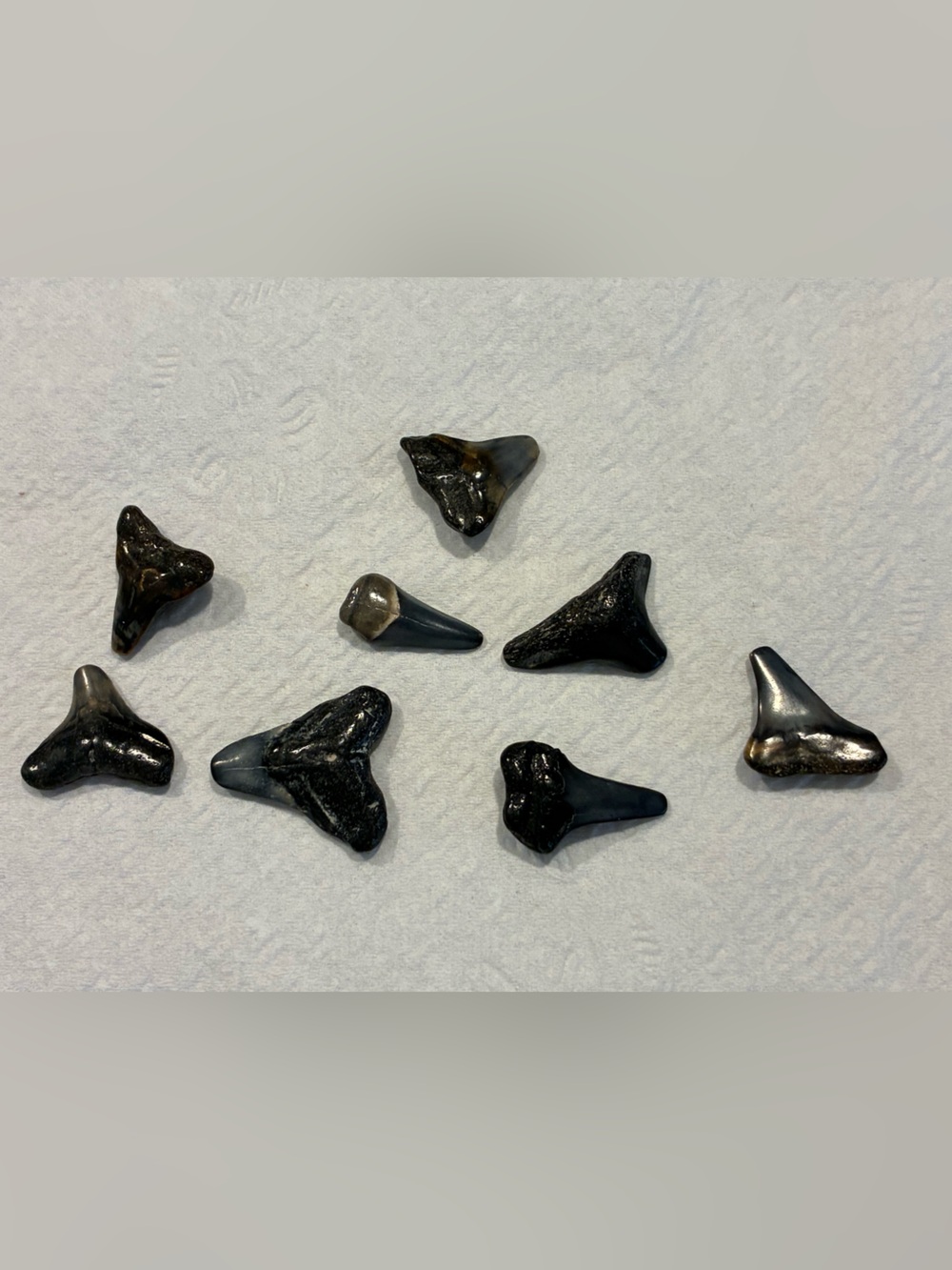 10 Black Shark Teeth - Unbranded